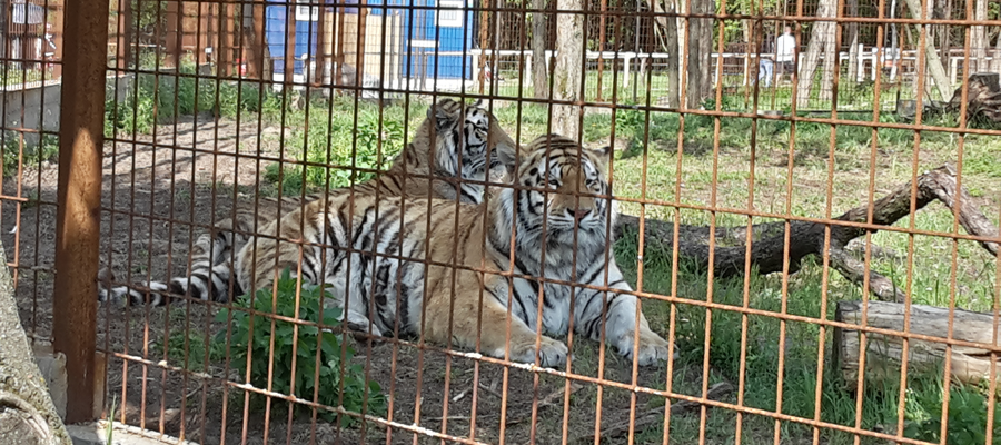 A csupa nagybetűs állatkert – Felsőlajosi Magán Zoo